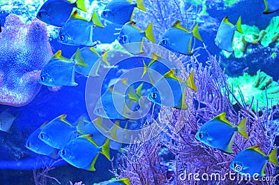 A swarm of silver fish floats in pink corals Stock Photo