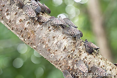 Swarm of Spotted Lanternflies on Tree Branch Stock Photo