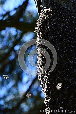 Swarm of wild bees creating a beehive in old broadleaf tree trunk, covering whole part of tree. Stock Photo