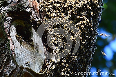 Swarm of wild bees creating a beehive in old broadleaf tree trunk, covering whole part of tree. Stock Photo