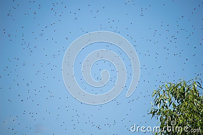 Swarm of wild bees near a tree. Many bees in flight Stock Photo