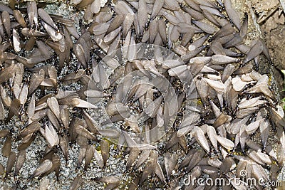 Swarm of winged termites Stock Photo