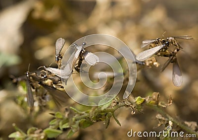 Swarming Termites Stock Photo