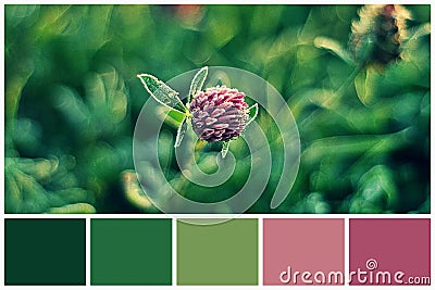 Swatch color palette clover plant matching autumn colors. Stock Photo