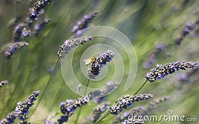 Swaying lavender & honeybee Stock Photo