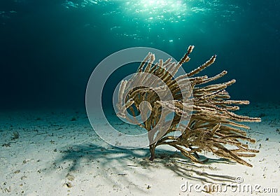 Swaying Soft Coral Stock Photo