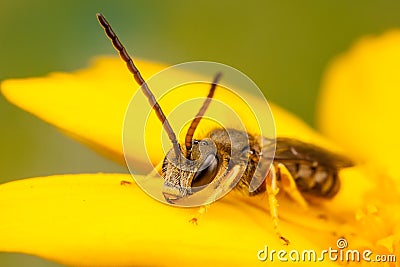 Sweat Bee Stock Photo