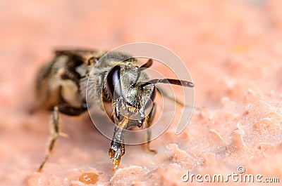 Sweat Bee Stock Photo