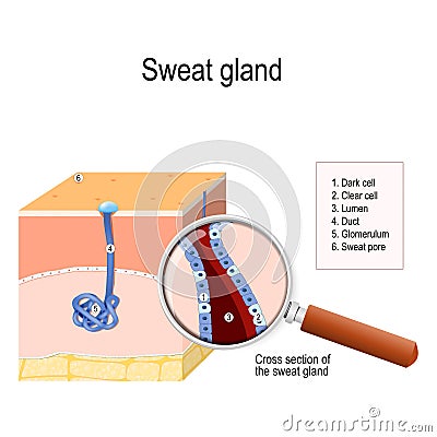 Sweat gland Vector Illustration