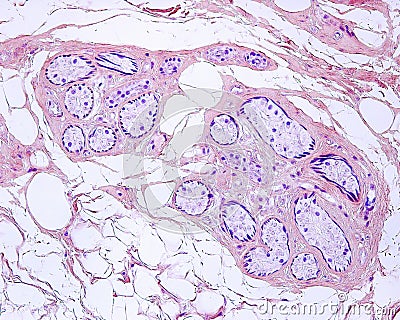 Sweat gland. Secretory unit. Mallory PTAH stain Stock Photo