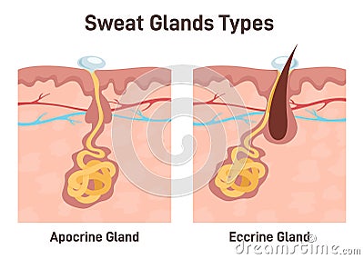 Sweat glands. Apocrine and eccrine gland anatomy. Cross section Vector Illustration