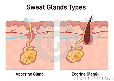 Sweat glands. Apocrine and eccrine gland anatomy. Cross section Cartoon Illustration