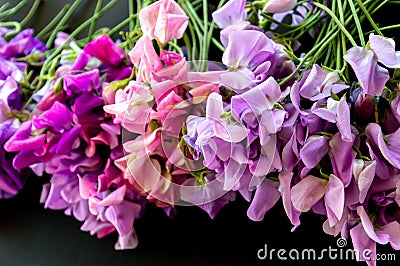 Sweat peas grouped Stock Photo