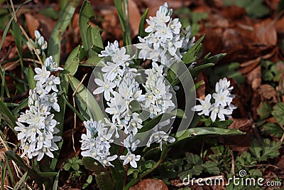 Sweden. Puschkinia scilloides. City of Linkoping. Ostergotland province. Stock Photo