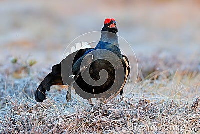 Sweden wildlife. Black grouse on the pine tree. Nice bird Grouse, Tetrao tetrix, in marshland, Polalnd. Spring mating season in Stock Photo