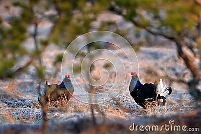 Sweden wildlife. Black grouse on the pine tree. Nice bird Grouse, Tetrao tetrix, in marshland, Polalnd. Spring mating season in Stock Photo