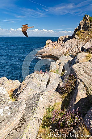 Swedish coast like a falcon territory Stock Photo