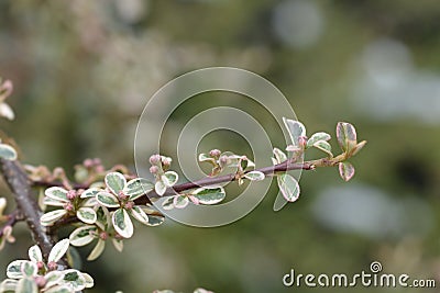 Swedish cotoneaster Juliette Stock Photo