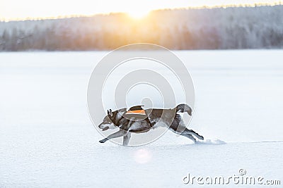 Swedish Elkhound Stock Photo