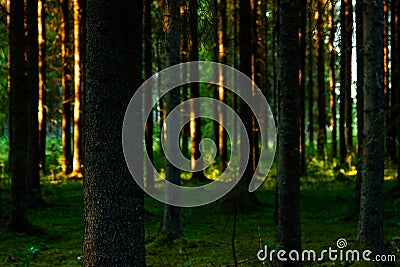 Swedish Forest in evening glow Stock Photo