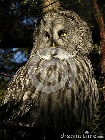 Swedish Owl Stock Photo