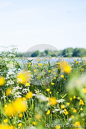 Swedish summer meadow by lake, midsummer. Stock Photo