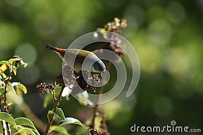 Swee Waxbill eating seeds Stock Photo