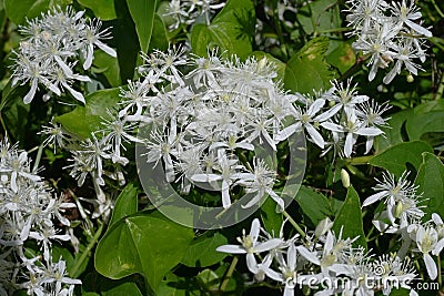 Sweet autumn clematis ( Clematis terniflora ) flowers. Ranunculaceae evergreen Poisonous plant. Stock Photo