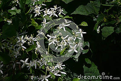 Sweet autumn clematis ( Clematis terniflora ) flowers. Ranunculaceae evergreen Poisonous plant. Stock Photo