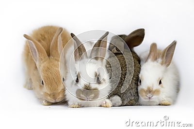 Sweet baby rabbits Stock Photo