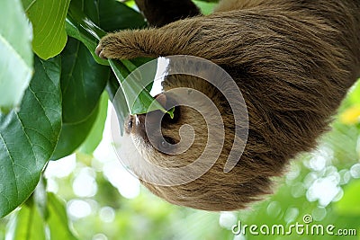 Baby sloth hanging in a tree Stock Photo