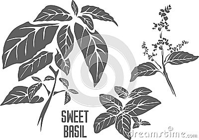 Sweet basil plant in Line vector illustration Vector Illustration