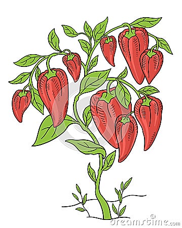 Sweet bell peppers. Vegetable plant. Capsicum annuum. Hand drawn sketch. Rich green leaves. Brightly red colored fruits Vector Illustration