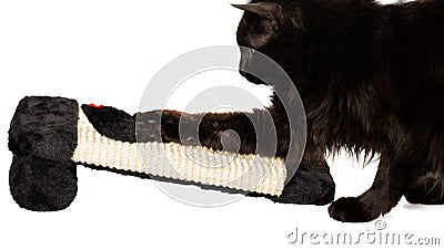 Sweet black cat Stock Photo