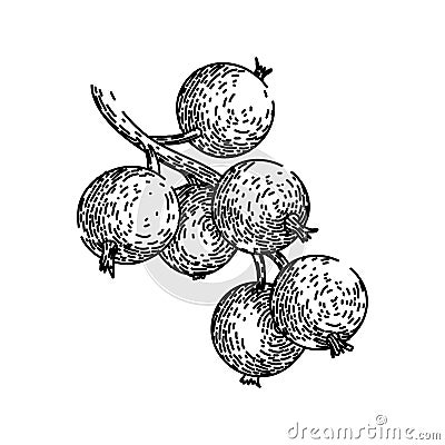 sweet black currant sketch hand drawn vector Vector Illustration