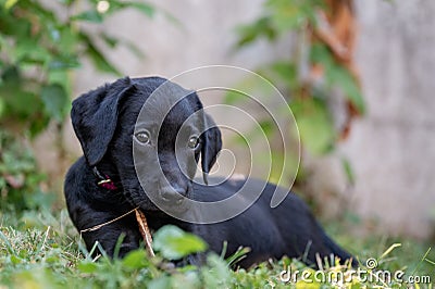 Sweet black labrador retriever dog playing with a stick Stock Photo