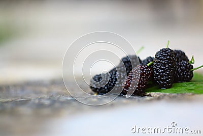 Sweet Black Mulberry Stock Photo