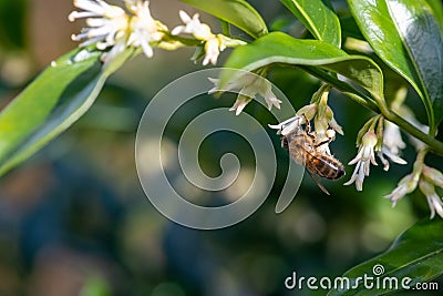 Sweet box (sarocococca confusa) flowers Stock Photo