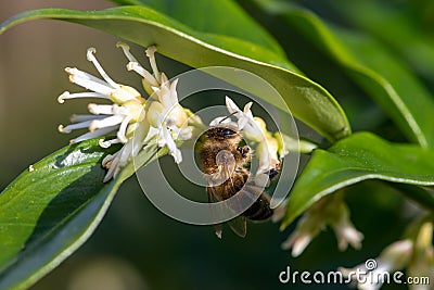 Sweet box (sarocococca confusa) flowers Stock Photo