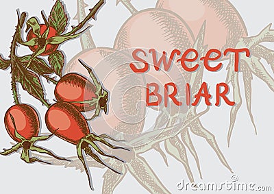 Sweet briar on the branches Vector Illustration