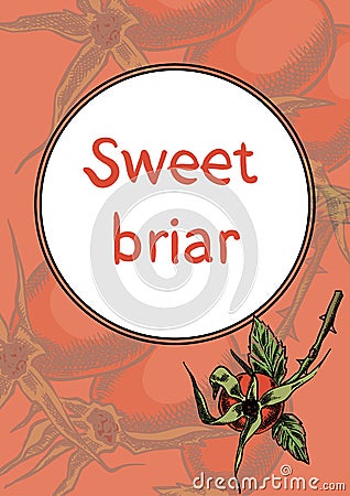 Sweet briar on the branches Vector Illustration