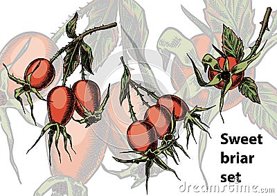 Sweet briar on the branches Vector Illustration