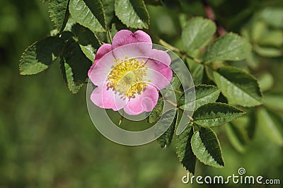 Sweet Briar Stock Photo