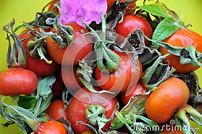 Sweet briar, late summer, Kaliningrad region, Russia Stock Photo