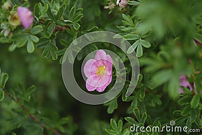 Sweet briar Stock Photo