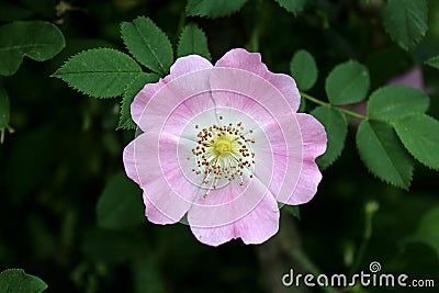 Sweet briar or Rosa rubiginosa wild rose flower Stock Photo