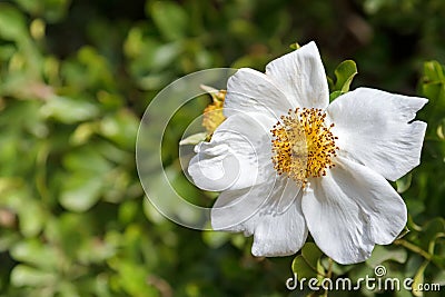 Sweet Briar Rose flower in white blossoming in the garden with b Stock Photo