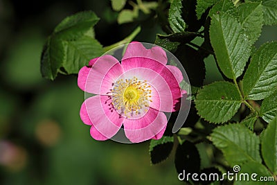 Sweet Briar Rose (Rosa rubiginosa) Stock Photo