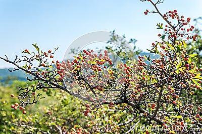 Sweet briar tree Stock Photo