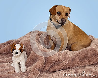 Sweet Brown Dog Sitting in Blanket with toy Stock Photo